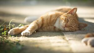 Schlafende Katze, Katzen, Tiere, Haustiere