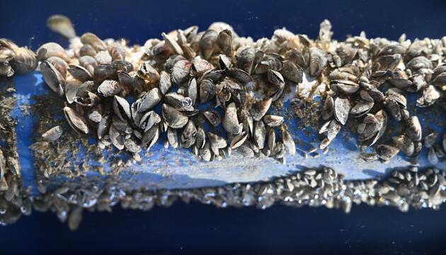 Quagga-Muscheln befallen Rohr - Exponat als Anschauungsstück