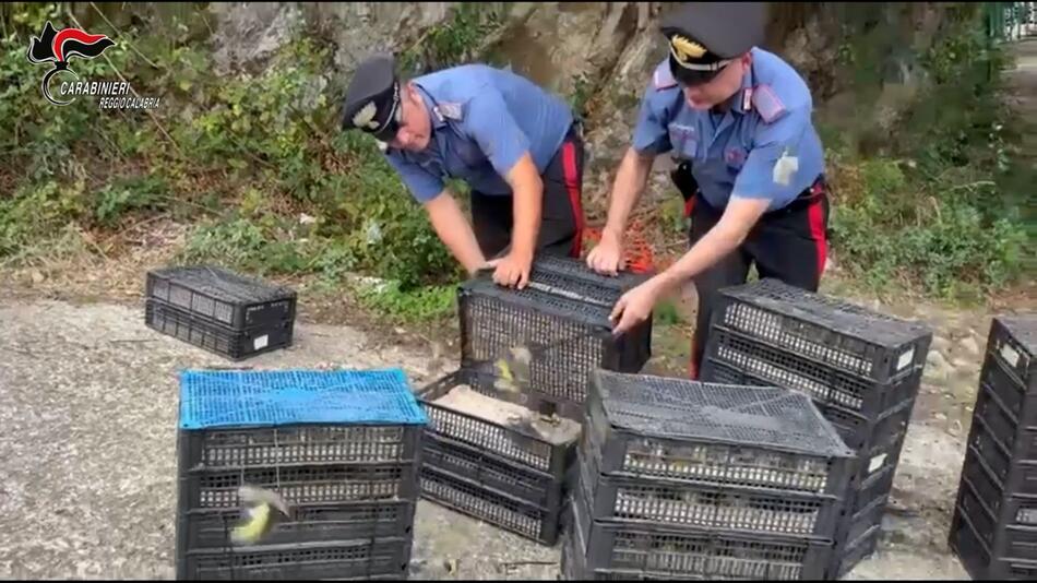 Illegaler Vogeltransport in Italien