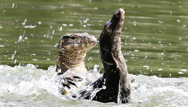 Bindenwarane in Bangkok