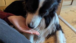 Warum dein Hund dich abschleckt