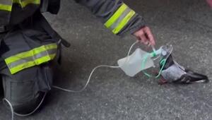 Feuerwehr an Taube: Bitte tief durchatmen!