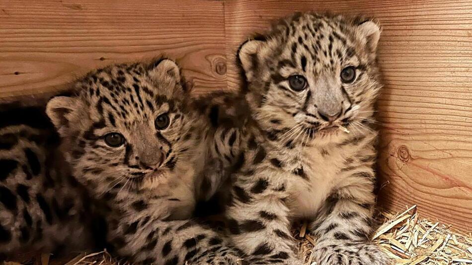 Die beiden jungen Schneeleoparden im Zoo Salzburg.