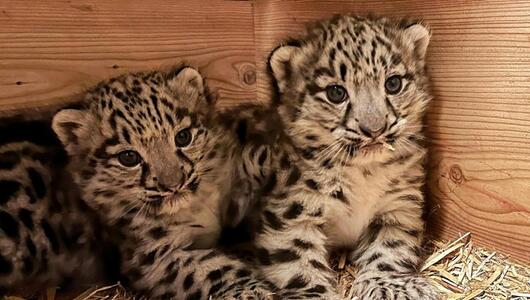 Die beiden jungen Schneeleoparden im Zoo Salzburg.