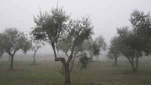 Olivenbaum Frostschaden