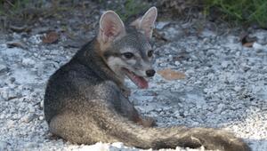 Cozumel-Zwergfuchs