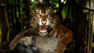 Sumatra-Tiger in Indonesien