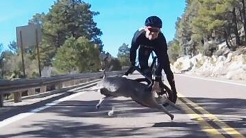 Radfahrer, Arizona, Hirsch, Unfall, Kollision, USA