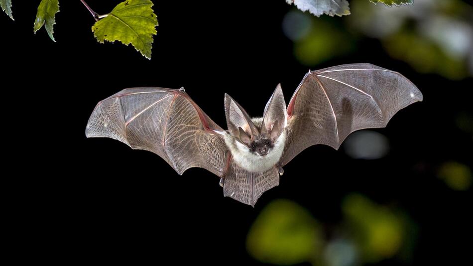 Fledermaus