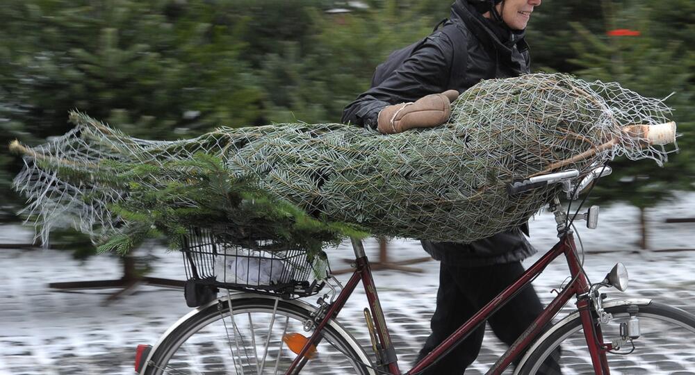 Eine Frau transportiert einen Weihnachtsbaum auf dem Fahrrad