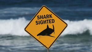 Haiattacke in Australien