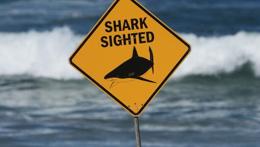 Haiattacke in Australien