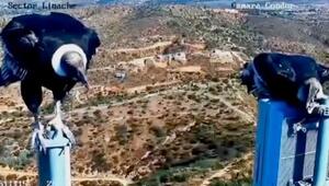 Besuch vor der Linse: Neugierige Kondore kapern Überwachungskamera