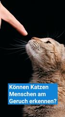 Können Hauskatzen Menschen am Geruch erkennen?