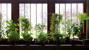 Pflanzen in ihrem Winterquartier