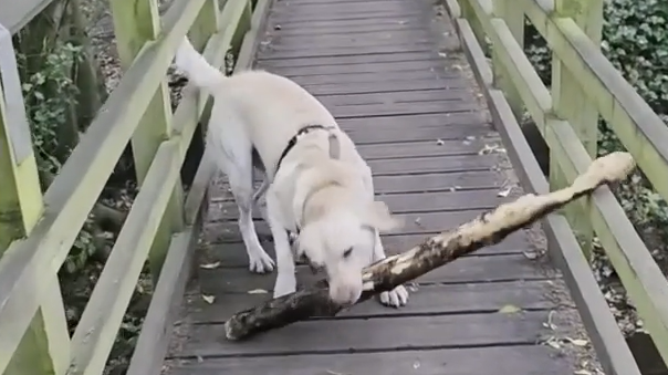 Cleverer Trick: Labrador bleibt mit Riesenstock hängen – und dreht den Spieß um