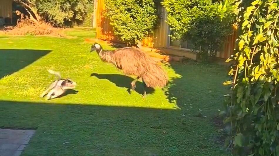Hund, Emu