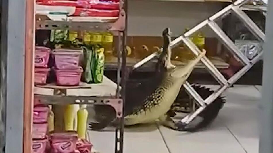 Reptil auf Abwegen: Krokodil stürmt Lebensmittelladen