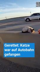 Autobahnpolizistin rettet Katze von Mittelstreifen