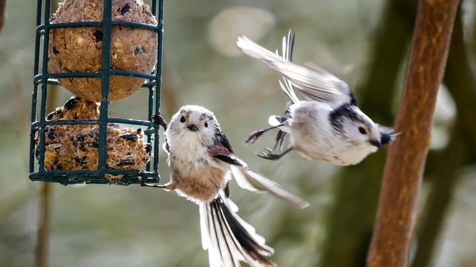 Vogelfutter selbst machen