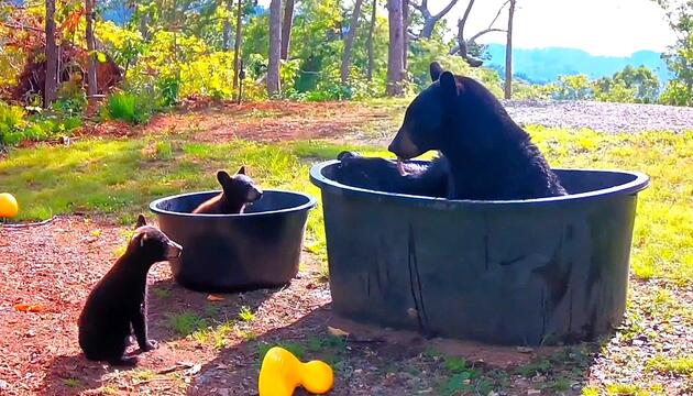 Bärenstarke Erfrischung: Mama-Bär und Nachwuchs kühlen sich in Wannen ab