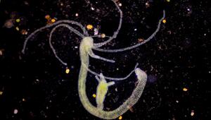 Hydra - Süßwasserpolyp