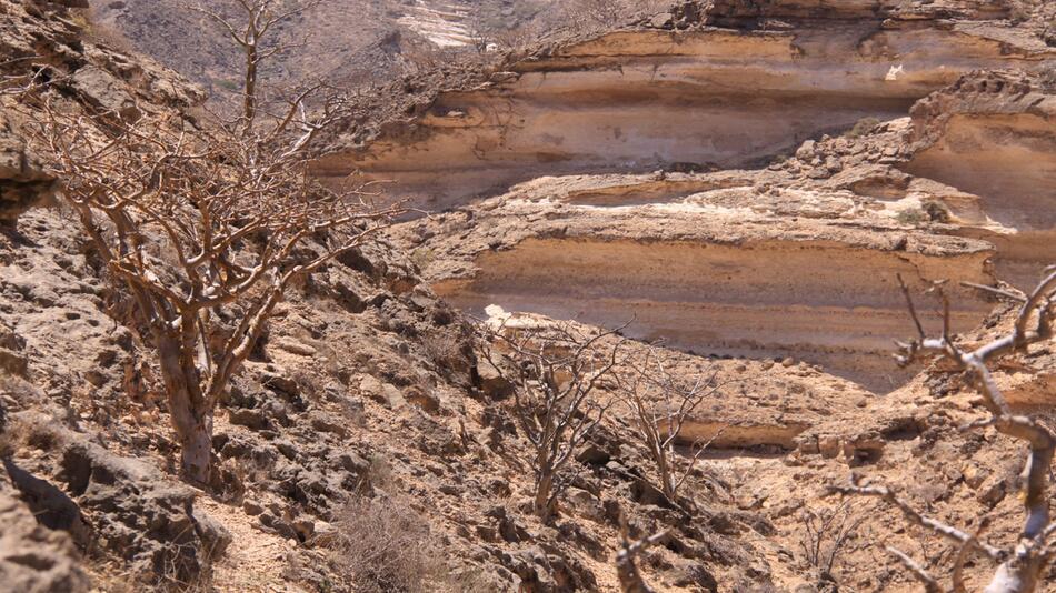 Arabische Welt: Auf der Spur des Weihrauchs im Oman