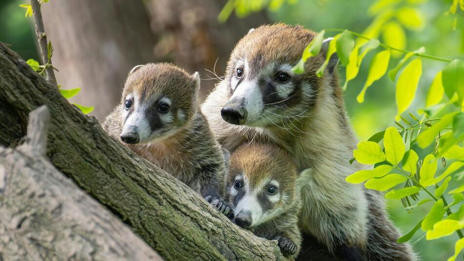 Nasenbär-Nachwuchs im Tiergarten Schönbrunn