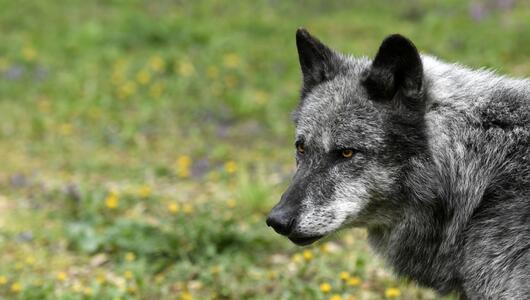 In Vorarlberg wird Jagd auf einen Wolf gemacht