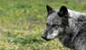 In Vorarlberg wird Jagd auf einen Wolf gemacht