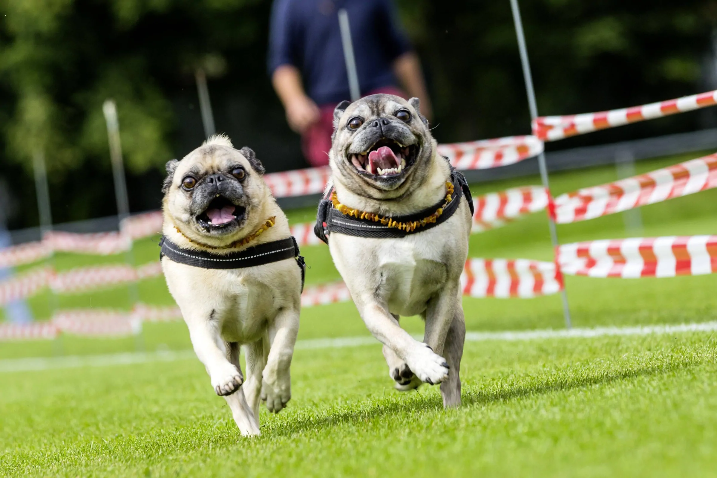 Image for Qualzuchten: Diese Hunde leiden ein Leben lang