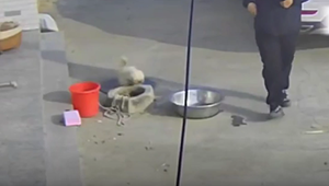 Vor lauter Freude: Aufgeregter Hund stürzt bei Begrüßung in Brunnen