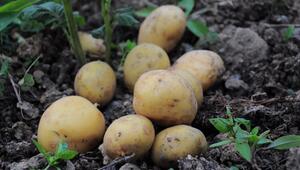 kartoffeln anbauen fehler