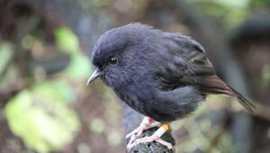 Chathamschnäpper ist Vogel des Jahres in Neuseeland