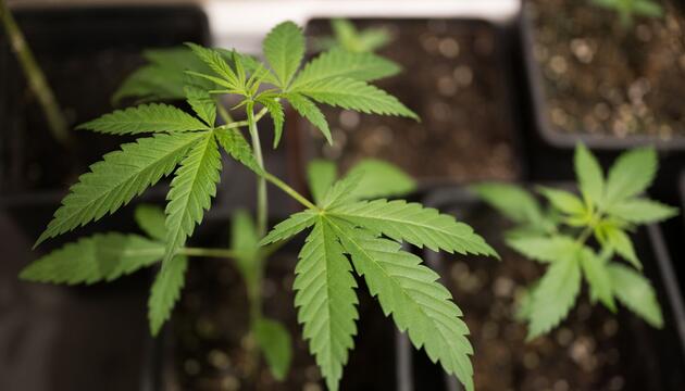 Cannabis-Anbau
