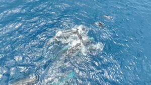 Geburt eines Pottwals