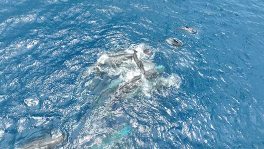 Geburt eines Pottwals