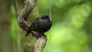 Chathamschnäpper ist Vogel des Jahres in Neuseeland