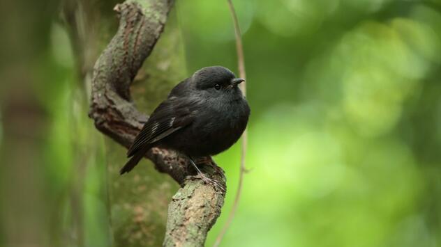 Chathamschnäpper ist Vogel des Jahres in Neuseeland