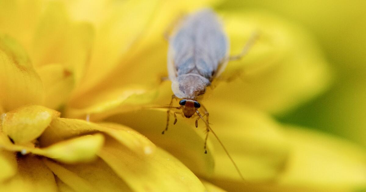 Unangenehme Insekten zu Hause? So halten Sie die Bernsteinschabe fern