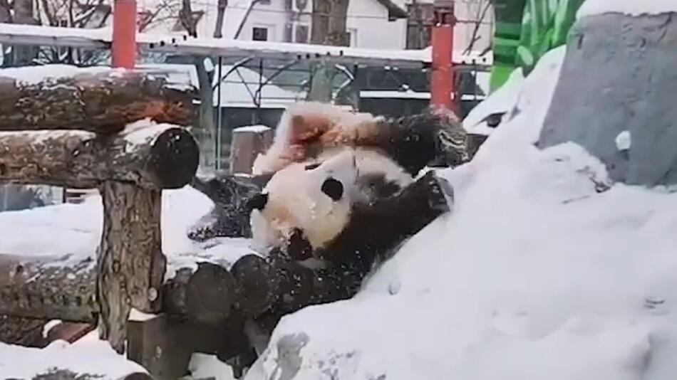 Verspielter Panda im Moskauer Zoo