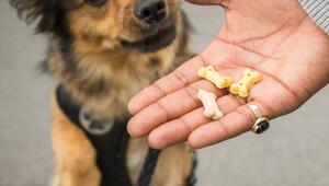 Ein Mann gibt seinem Hund Leckerlis