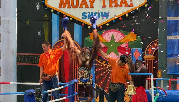 Orang-Utans als Touristenattraktion in Thailand