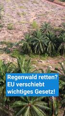 Regenwald retten? EU verschiebt wichtiges Gesetz!