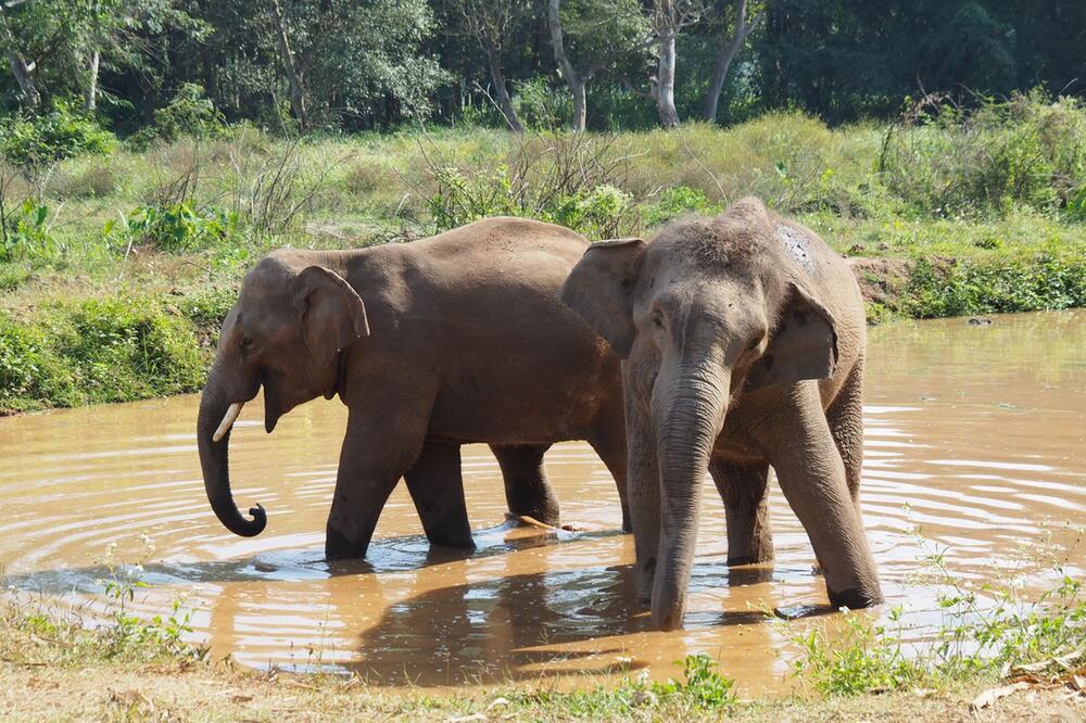 Asiatische Elefanten in Thailand