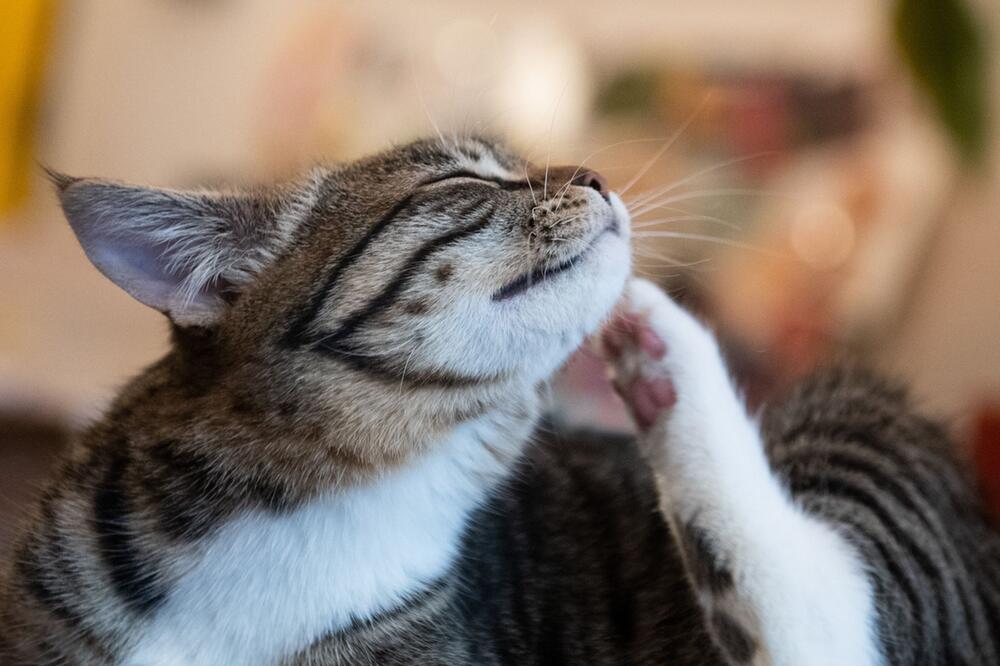 Katze kratzt sich