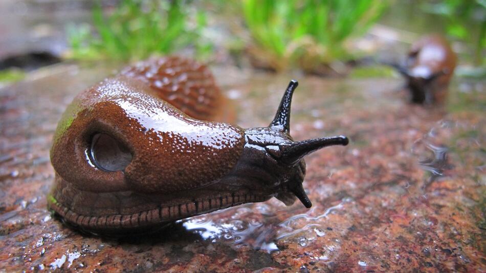 Spanische Wegschnecke (Arion vulgaris) in einem Garten
