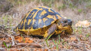 Hermann-Schildkröten (Testudo hermanni)