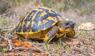 Hermann-Schildkröten (Testudo hermanni)