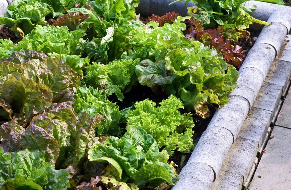 Schneckenzaun an einem Salatbeet